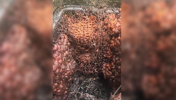 Australian stingless bees: creators of the world’s most complex honeycombs