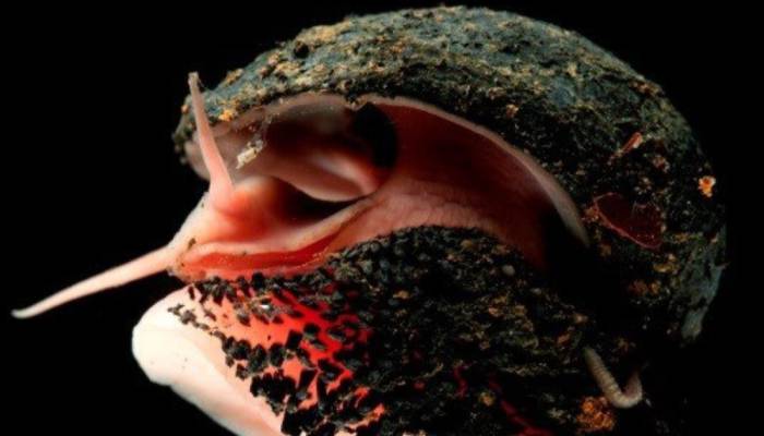 Animales sorprendentes: tan increíbles que no creerás que existen 1 Animales sorprendentes: tan increíbles que no creerás que existen