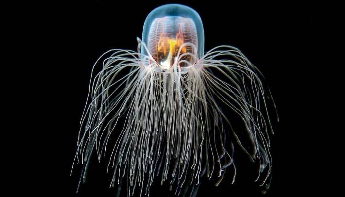 Animales sorprendentes: tan increíbles que no creerás que existen 3 Animales sorprendentes: tan increíbles que no creerás que existen