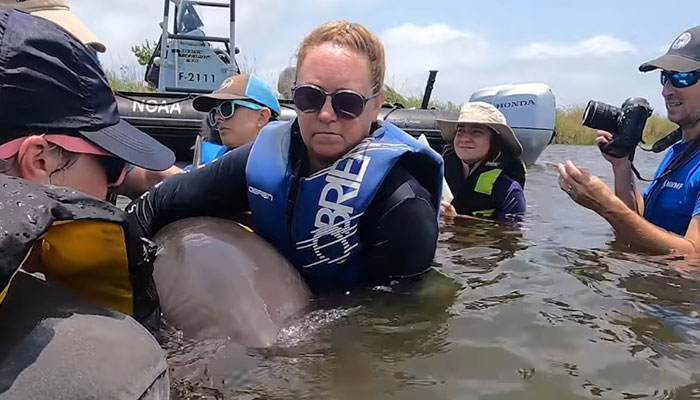 Delfines atrapados durante dos años en un estanque, serán liberados 1 Delfines atrapados durante dos años en un estanque, serán liberados