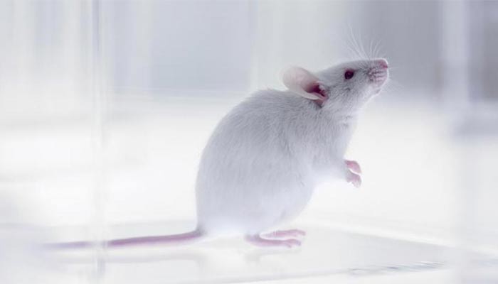 corpúsculos de Krause