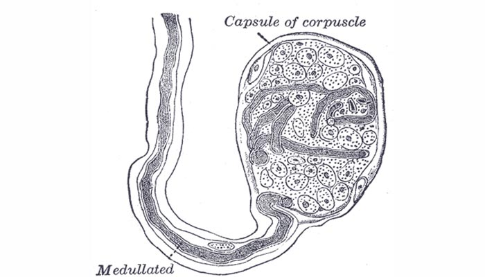 Estructuras misteriosas parecen desempeñar un papel único en el placer sexual