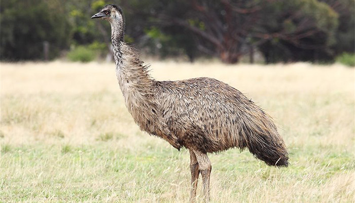 Guerra del Emú: cuando Australia perdió contra las aves