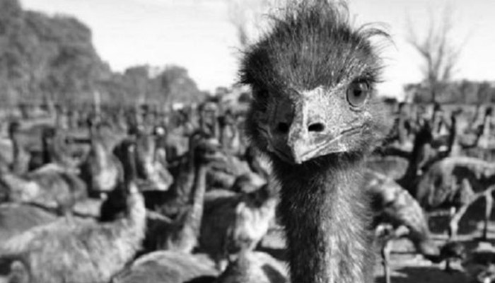 Guerra del Emú: cuando Australia perdió contra las aves