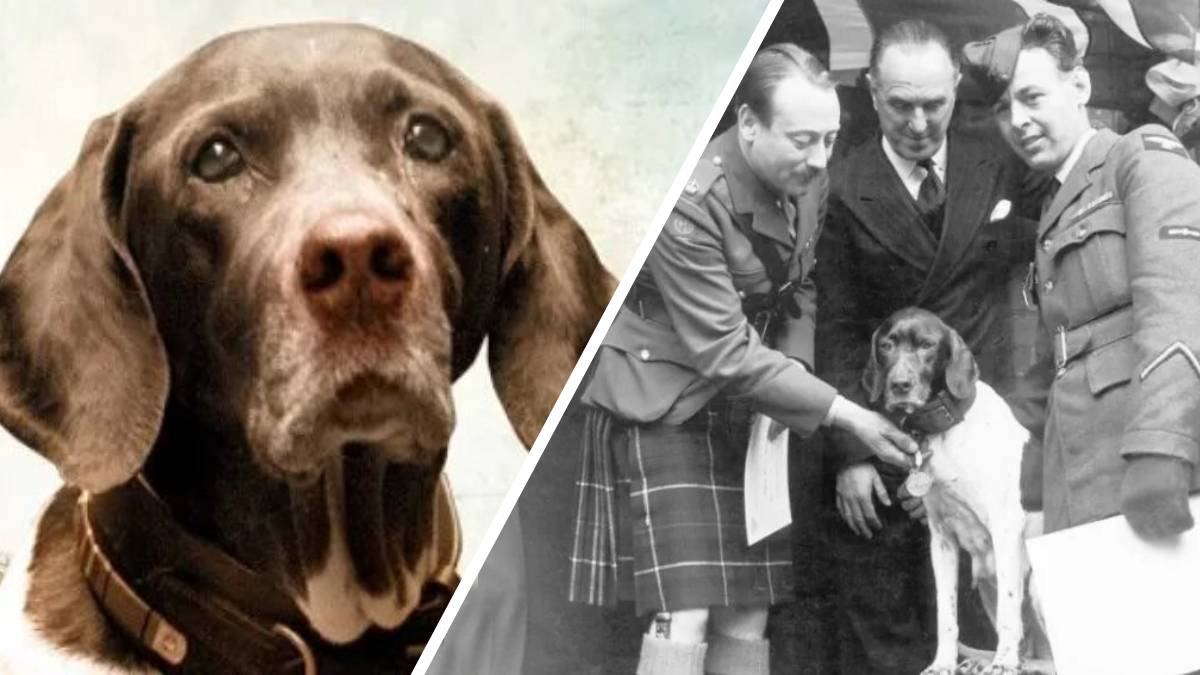 Judy: La historia de una perra heroica en la Segunda Guerra Mundial