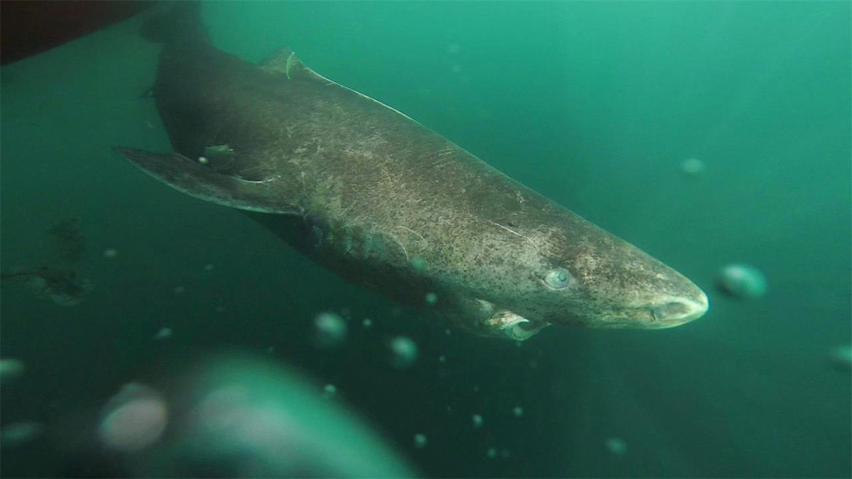 Tiburón de Groenlandia es convierte en el vertebrado más antiguo del mundo