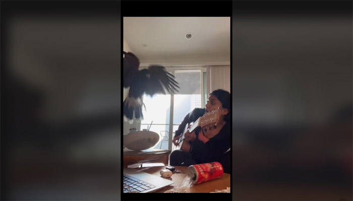 VIDEO: Perro se abalanza contra un halcón para proteger a su dueña 1 VIDEO: Perro se abalanza contra un halcón para proteger a su dueña