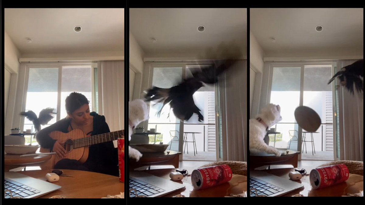 VIDEO: Perro se abalanza contra un halcón para proteger a su dueña