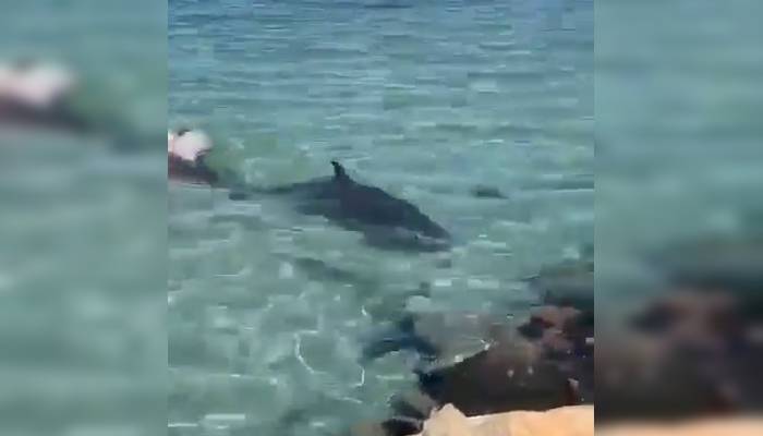 VIDEO: Una ballena fue ferozmente atacada en Sudáfrica, causando conmoción