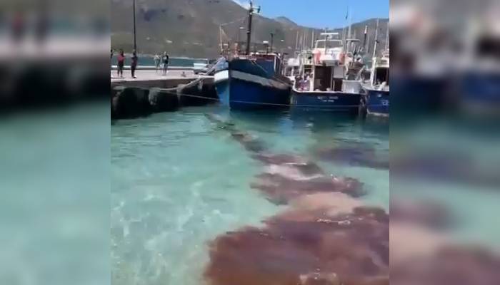VIDEO: Una ballena fue ferozmente atacada en Sudáfrica, causando conmoción