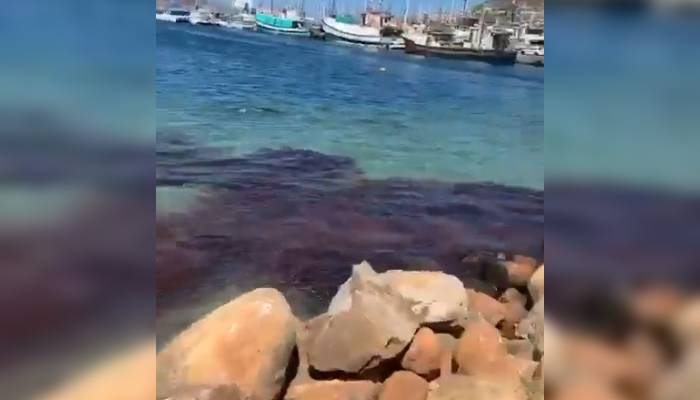 VIDEO: Una ballena fue ferozmente atacada en Sudáfrica, causando conmoción