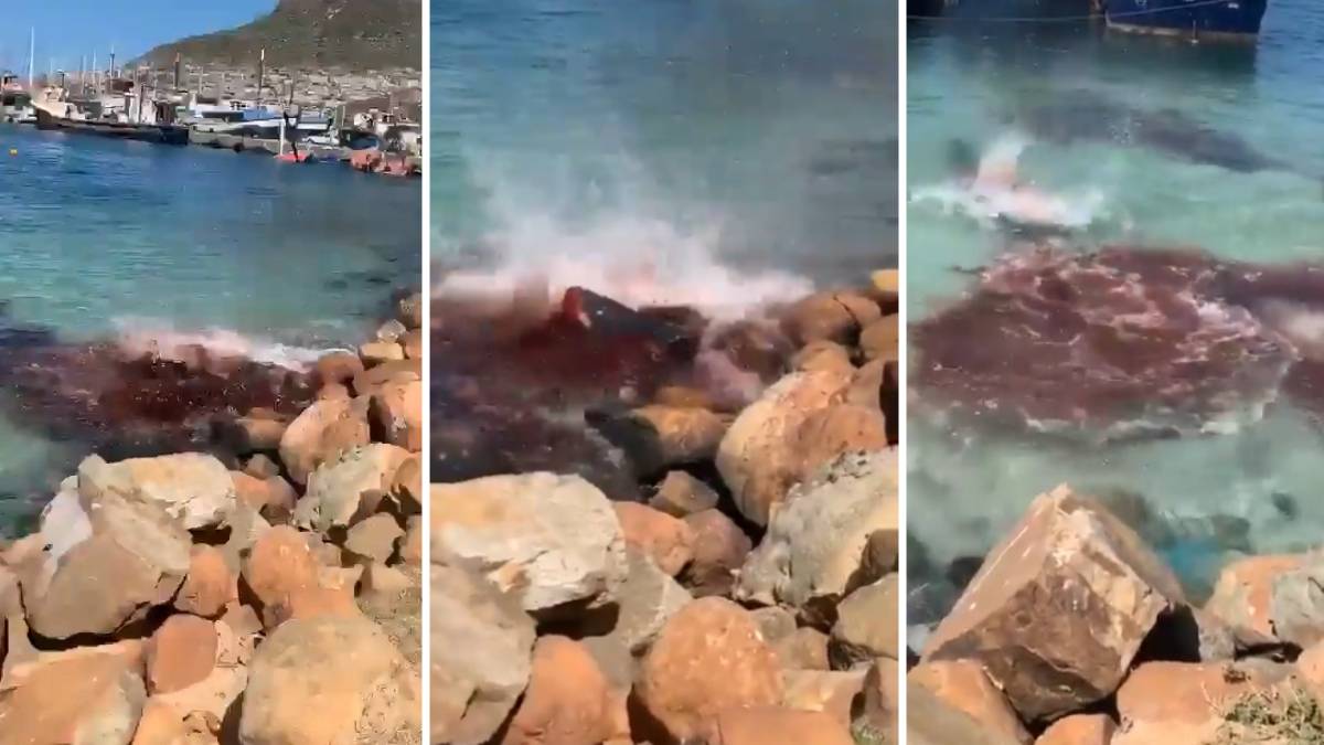 VIDEO: Una ballena fue ferozmente atacada en Sudáfrica, causando conmoción