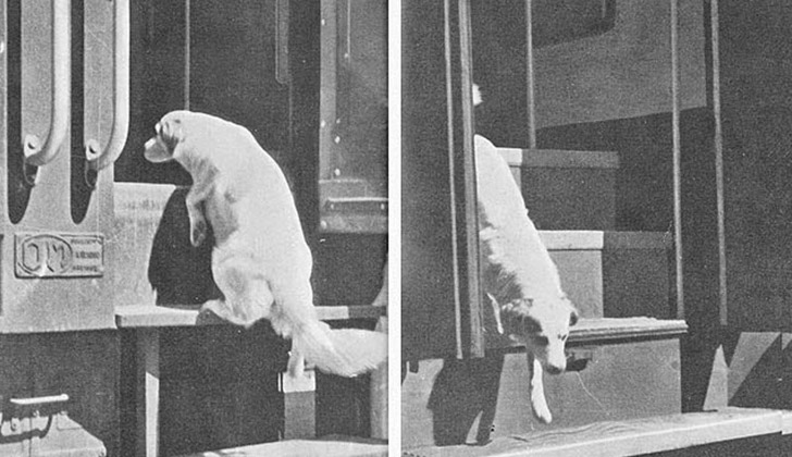 Lampo: el perro que aprendió a viajar en tren y recorrió toda Italia