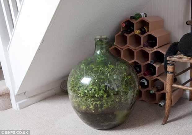 Un ecosistema en miniatura: el pequeño jardín de David Latimer 2 Un ecosistema en miniatura: el pequeño jardín de David Latimer