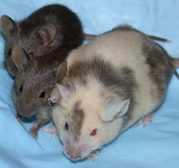 Quimerismo: el extraño caso en el que dos seres habitan el mismo cuerpo