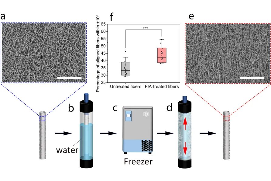 Vasos sanguíneos fabricados: Cada vez más cerca de su creación 5 Vasos sanguíneos fabricados: Cada vez más cerca de su creación