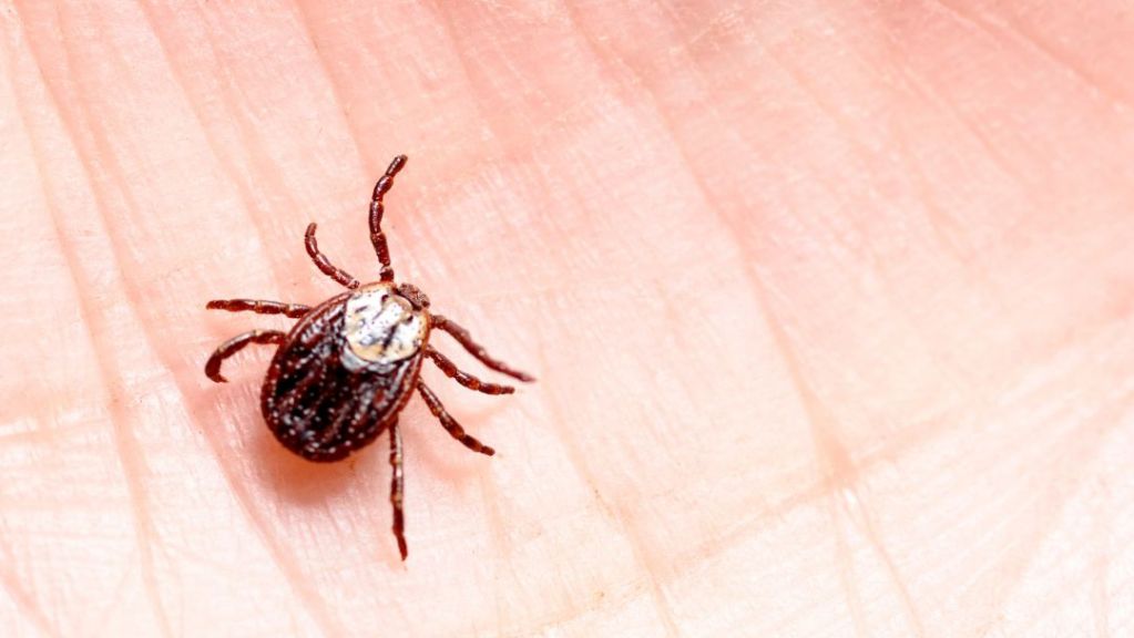 Estados Unidos está desarrollando alergia a la carne