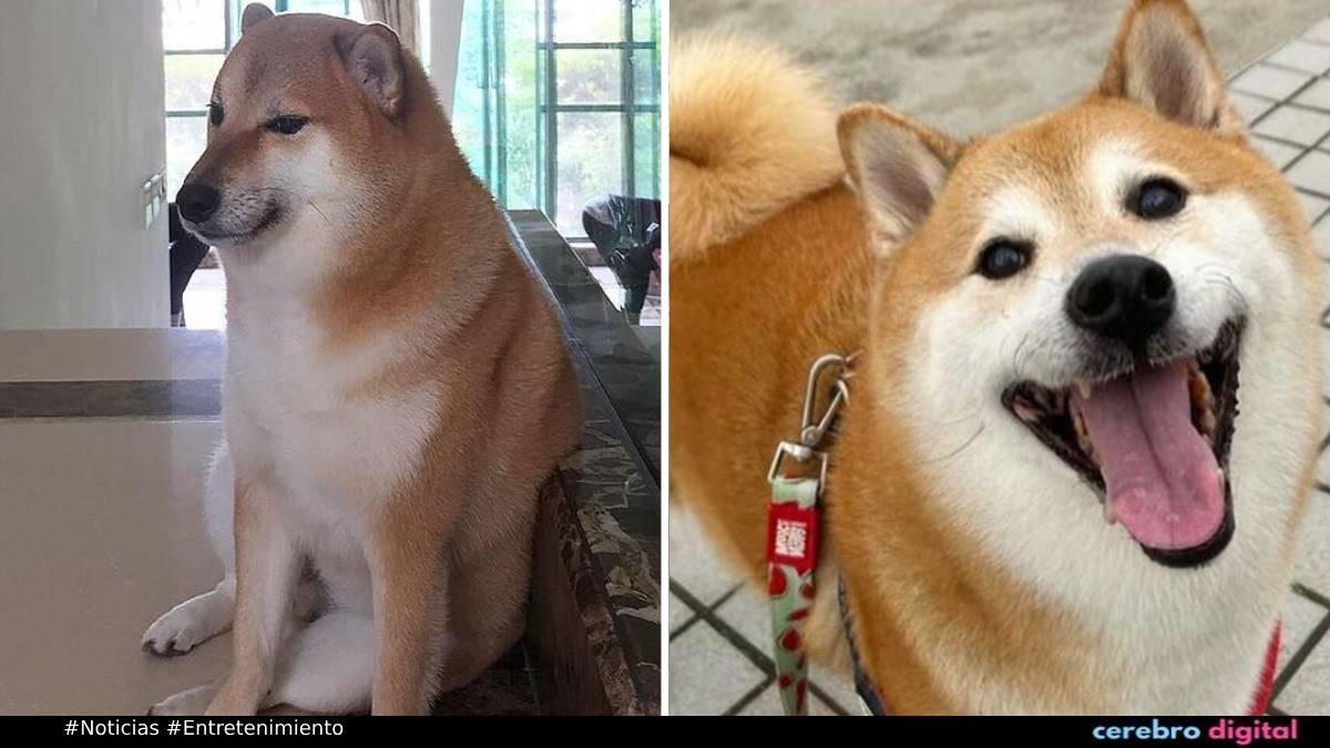 Cheems, el perro más famoso de internet ha fallecido