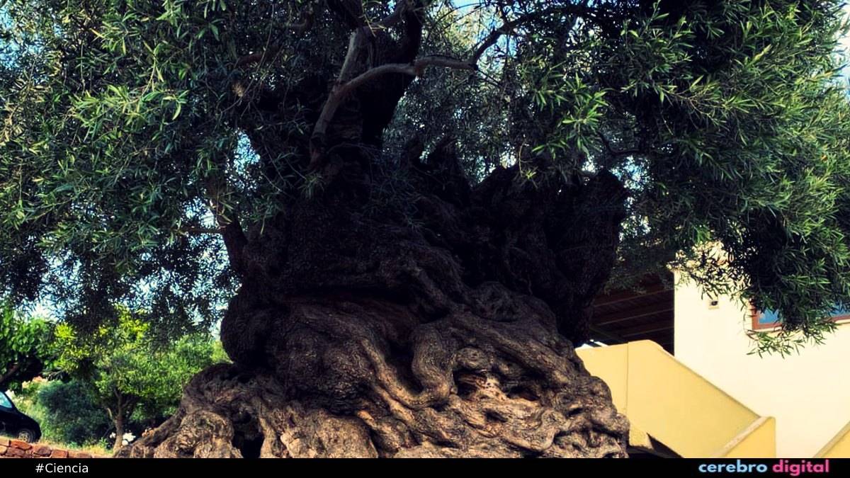 El olivo de Vouves: uno de los árboles más antiguos del mundo que sigue dando frutos 1 El olivo de Vouves: uno de los árboles más antiguos del mundo que sigue dando frutos