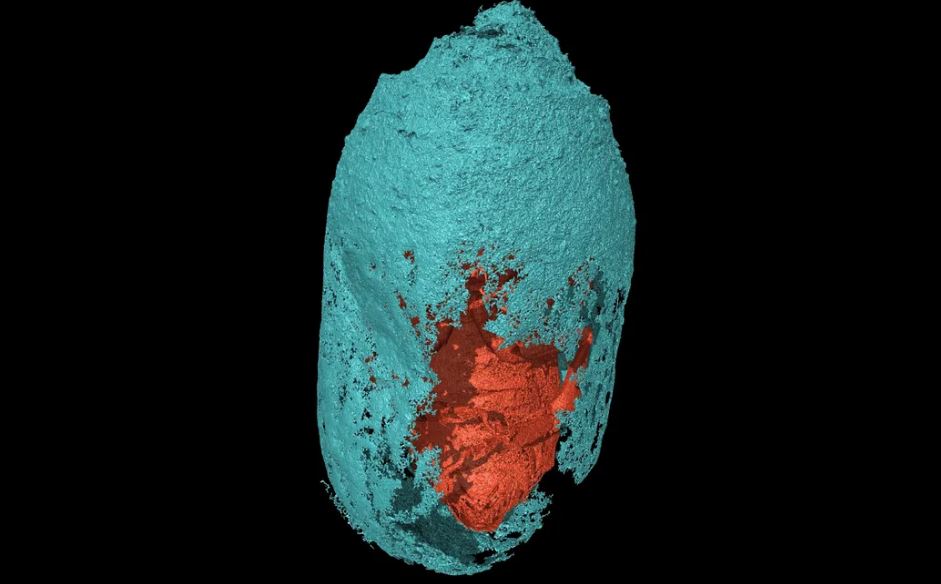 Descubren abejas momificadas en sus capullos durante 3 000 años 2 -