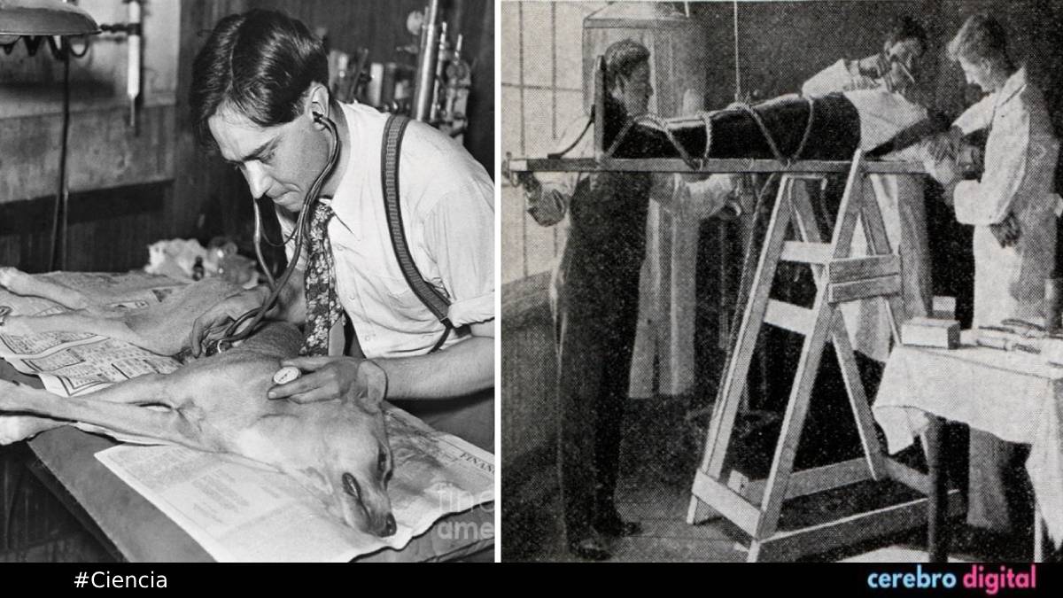 ¿Frankenstein en la vida real? La macabra historia de Robert E. Cornish