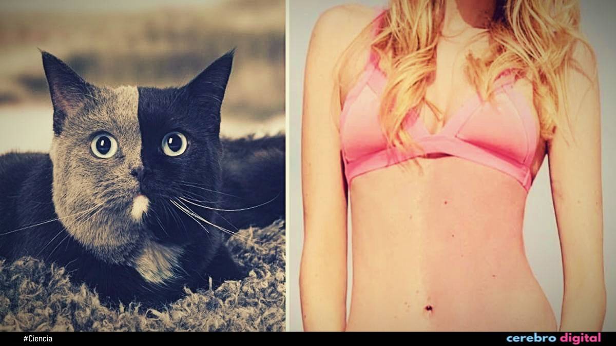 Quimerismo: el extraño caso en el que dos seres habitan el mismo cuerpo