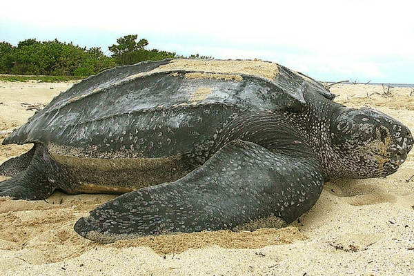 La tortuga más grande jamás encontrada pesaba casi una tonelada 