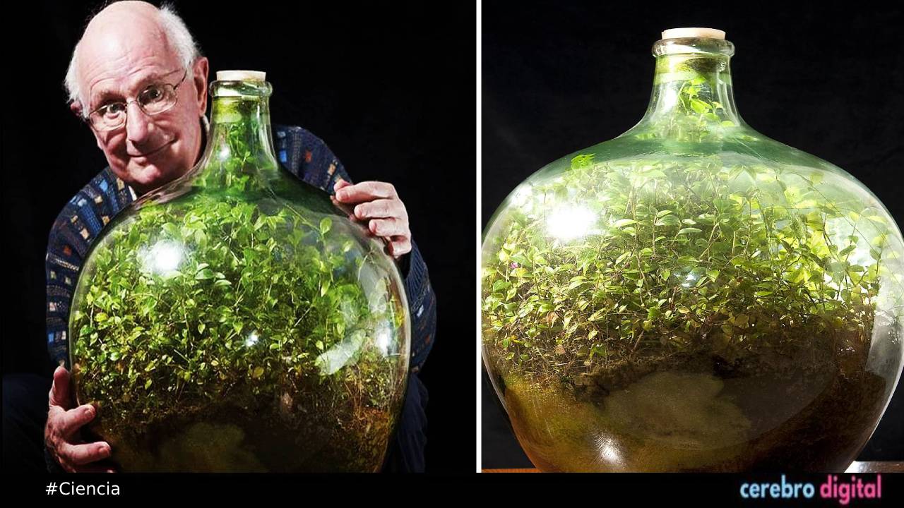 Un ecosistema en miniatura: el pequeño jardín de David Latimer 1 Un ecosistema en miniatura: el pequeño jardín de David Latimer