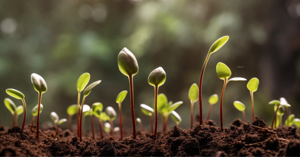 La escasez de plántulas amenaza los esfuerzos globales de reforestación 1 -