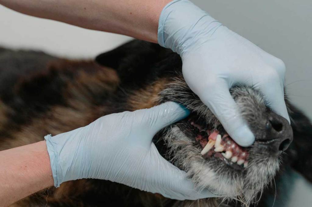 Parvovirus canino: lo que debes saber para cuidar a tu cachorro