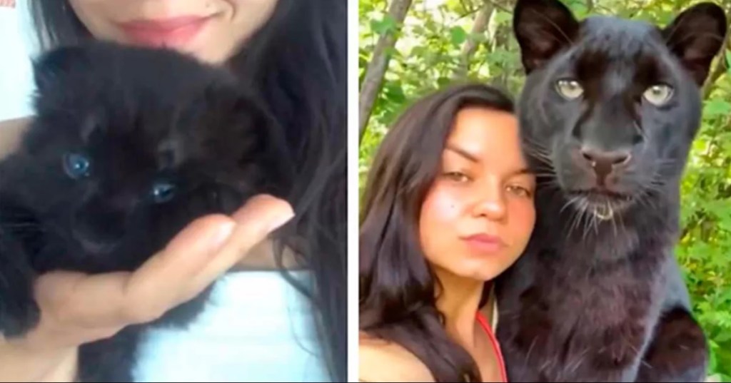 Rescató a un gatito abandonado ¡Que resultó ser una pantera!