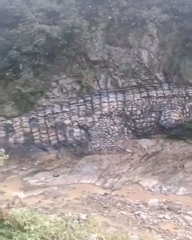 ¿Fósil o cocodrilo prehistórico? Extraña formación rocosa desconcierta a todos