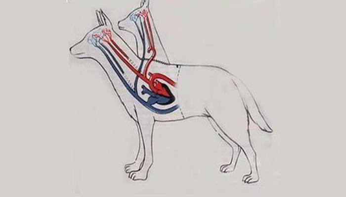 Vladimir Demikhov: el doctor que creó un “perro de dos cabezas” 2 Vladimir Demikhov: el doctor que creó un “perro de dos cabezas”