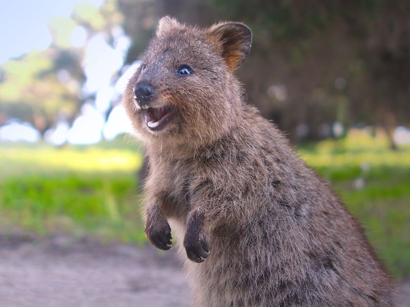 El quokka: el animal más feliz del mundo