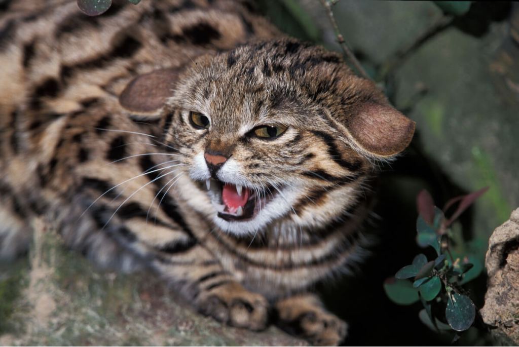 Black-Footed Cat: The World's Deadliest Feline 2 Black-Footed Cat: The World's Deadliest Feline