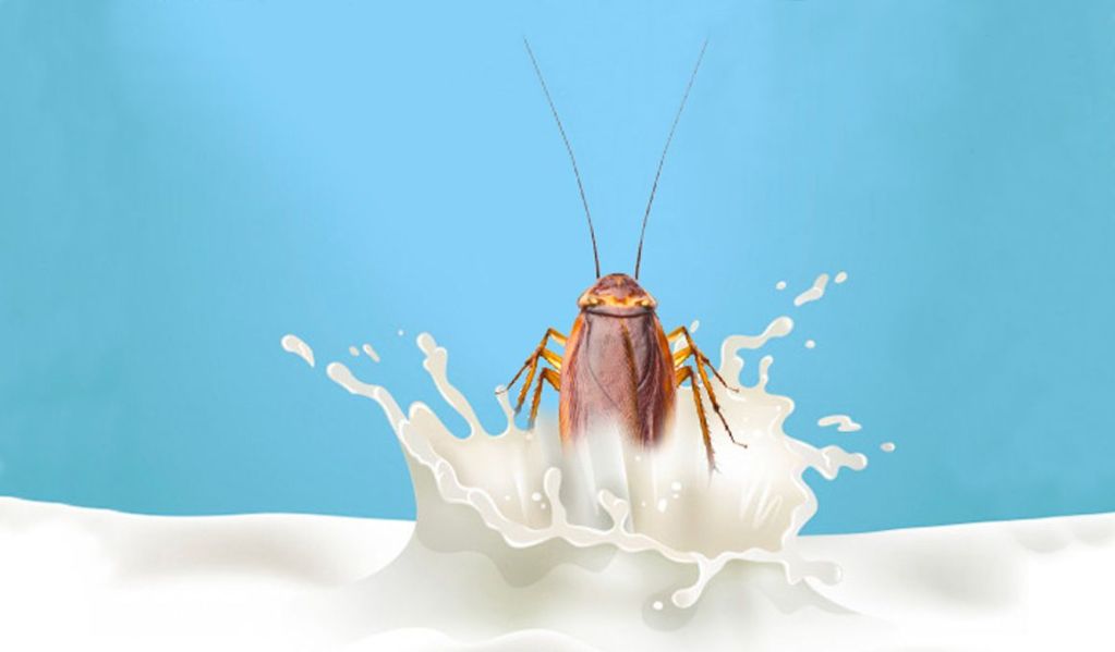 La Leche de cucarachas: ¿El Superalimento del Futuro?