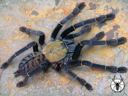 Tarántula tigre de Malasia causa sensación (y terror) en redes sociales