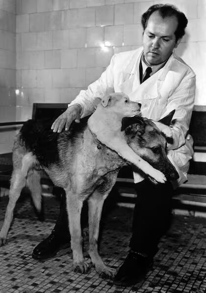 Vladimir Demikhov: el doctor que creó un “perro de dos cabezas” 3 Vladimir Demikhov: el doctor que creó un “perro de dos cabezas”