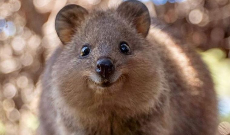 El quokka: el animal más feliz del mundo