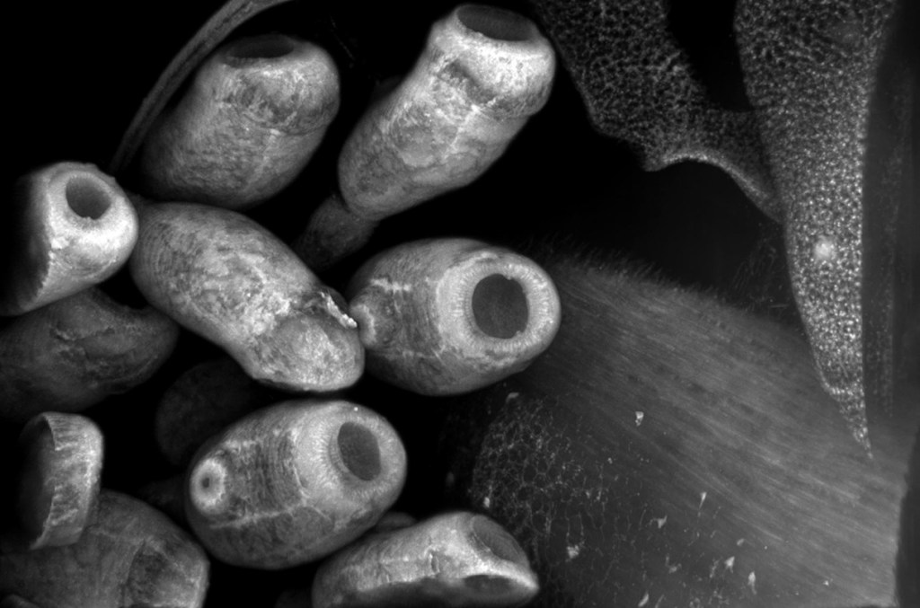 Identifican la sorprendente criatura marina avistada en Japón