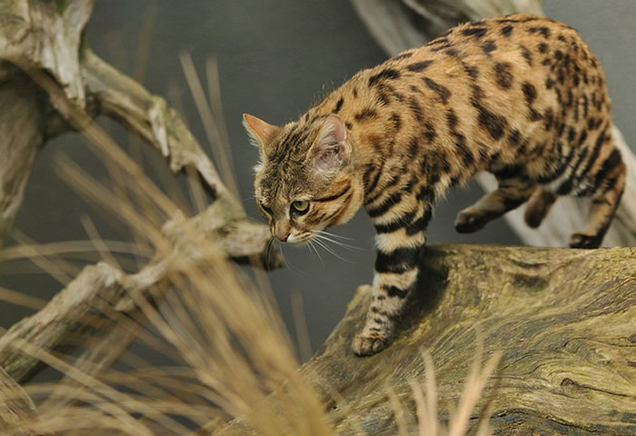 Black-Footed Cat: The World's Deadliest Feline 3 Black-Footed Cat: The World's Deadliest Feline