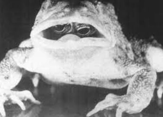 Sapo con ojos en la boca: el enigma de una sorprendente fotografía