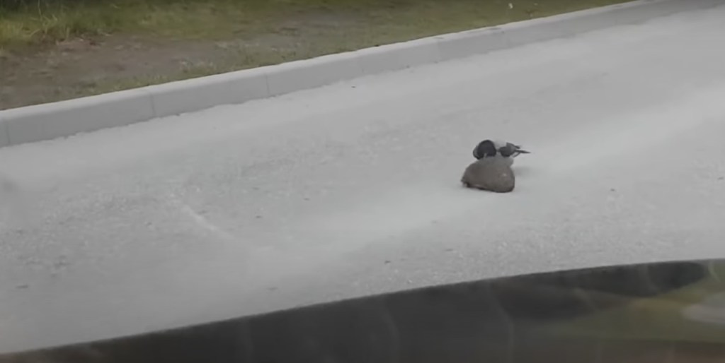 VIDEO: Un cuervo se hace viral al ayudar a un erizo a cruzar la calle 