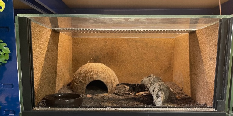 Tarántula tigre de Malasia causa sensación (y terror) en redes sociales