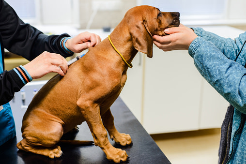 Parvovirus canino: lo que debes saber para cuidar a tu cachorro
