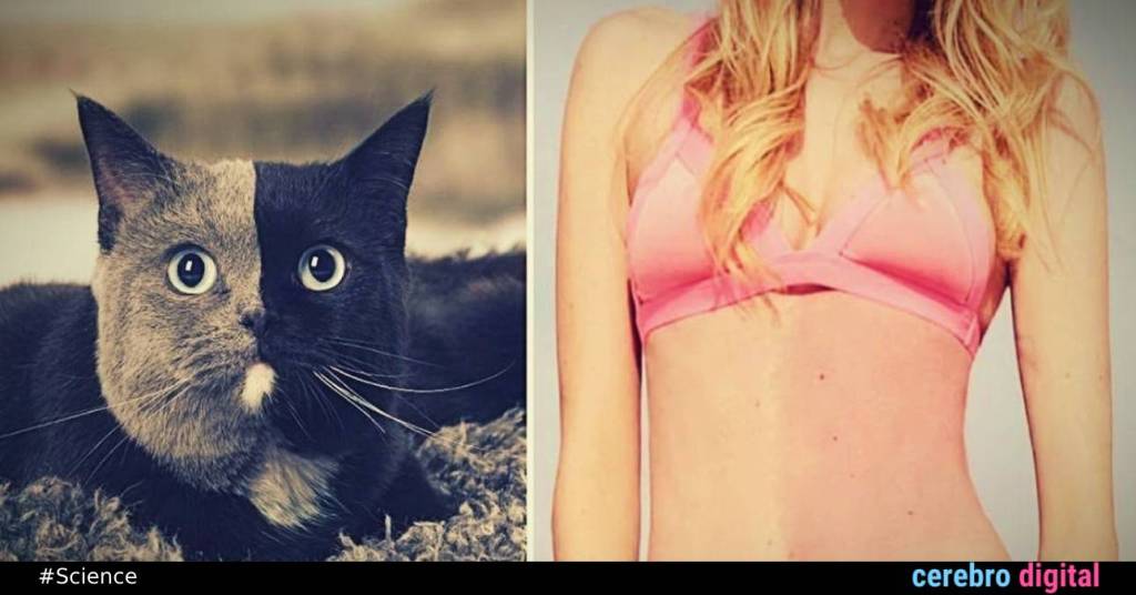 Chimerism: The Strange Case Where Two Beings Inhabit the Same Body