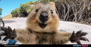 El quokka: el animal más feliz del mundo