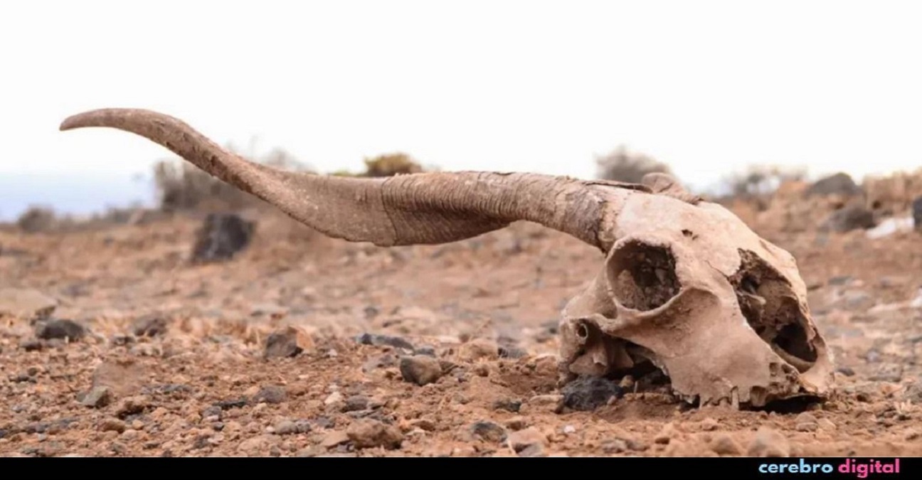 Se extinguen 35 veces más especies que hace un millón de años 1 -