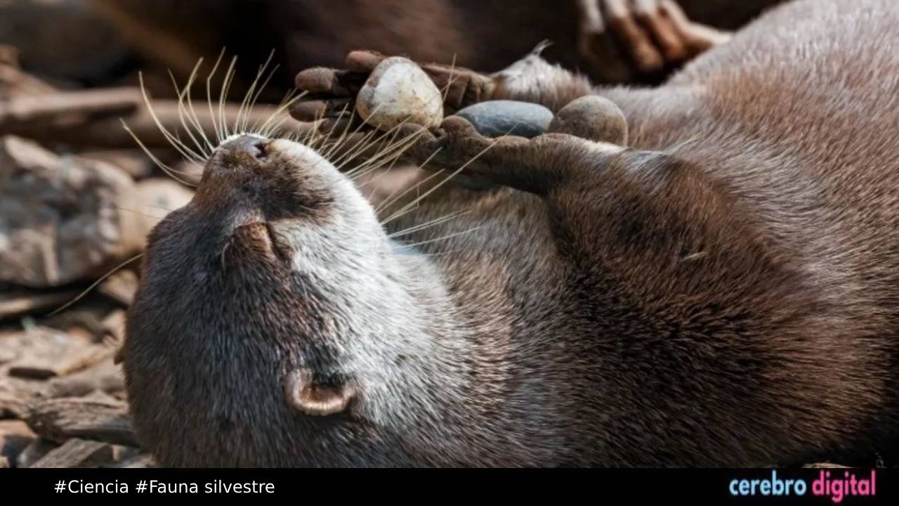 Las Nutrias y el misterio de su piedra favorita
