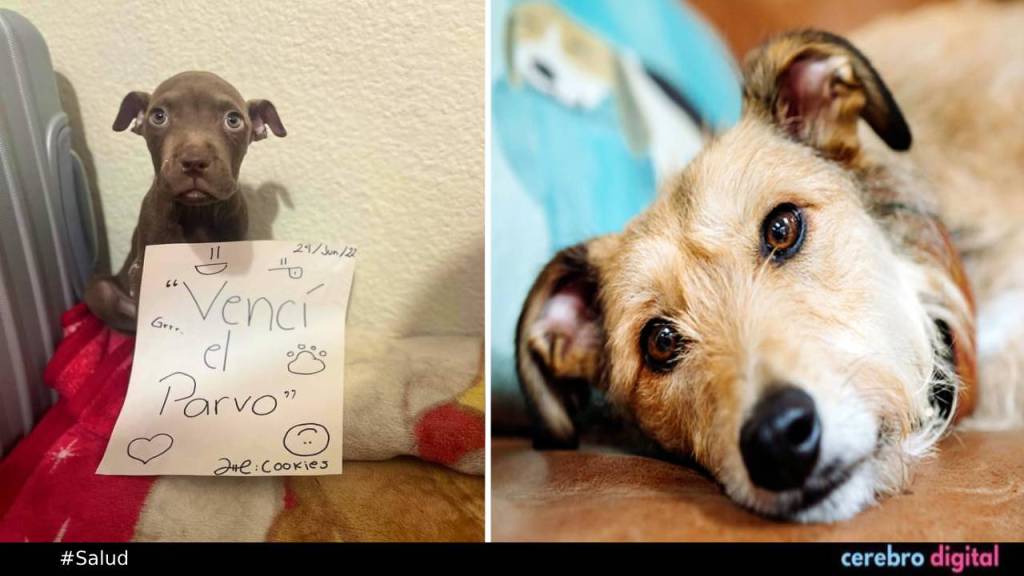 Parvovirus canino: lo que debes saber para cuidar a tu cachorro